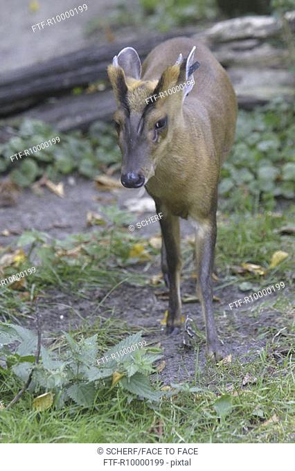 Chinese deer (Mumtiacus reevesi micrurus)
