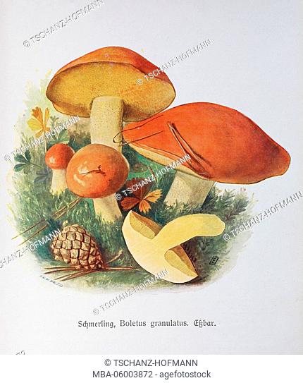 Fungus, Boletus granulatus syn. Suillus granulatus, digital reproduction of an illustration by Emil Doerstling (1859-1940)