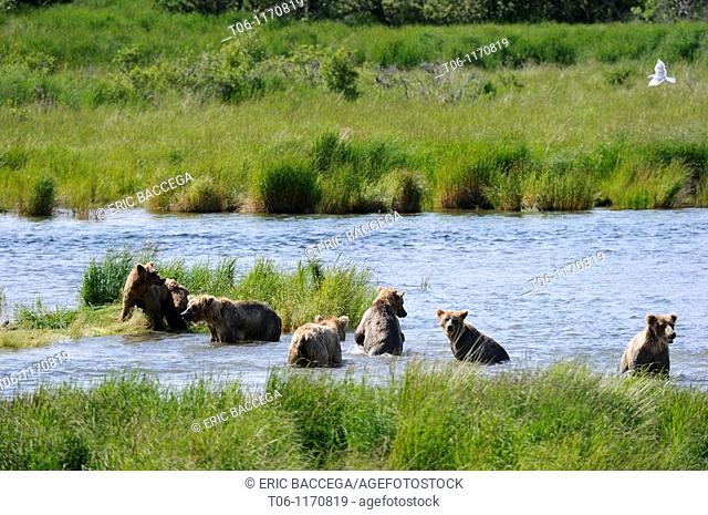 Group of grizzli brown bear Ursus arctos horribilis fishing in Brooks river, Katmai National Park, Alaska, USA