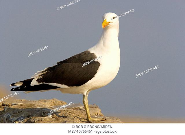 Cape Gulls, a form of Kelp Gull (Larus dominicanus vetula)