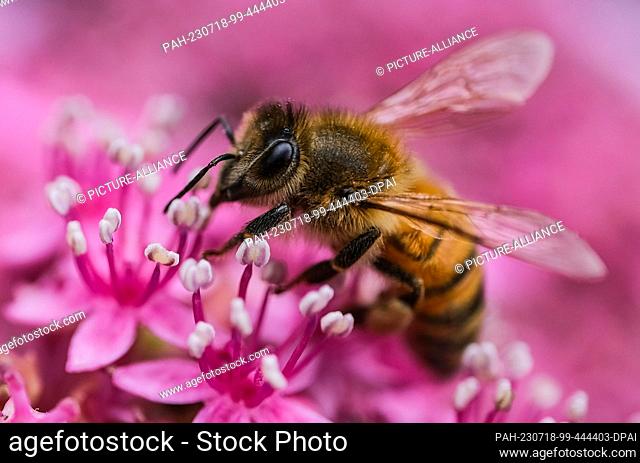 18 July 2023, North Rhine-Westphalia, Cologne: A bee sits on the flower of a hydrangea. Photo: Oliver Berg/dpa. - Cologne/North Rhine-Westphalia/Germany