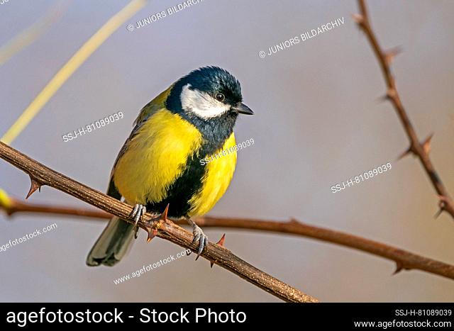 Great Tit (Parus major). Adult bird perched on a rose twig. Germany
