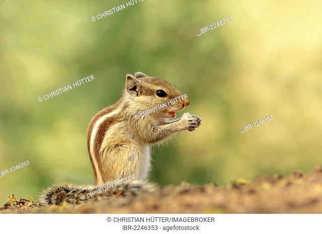 Five-striped Palm Squirrel or Northern Palm Squirrel (Funambulus pennantii), Keoladeo Ghana National Park, Rajasthan, India, Asia
