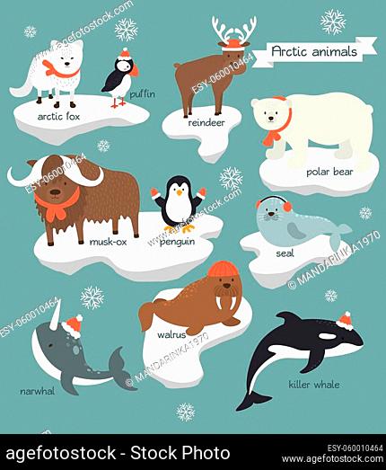 Collection of arctic animals which wear Chistmas clothes, Stock Vector,  Vector And Low Budget Royalty Free Image. Pic. ESY-060010464 | agefotostock