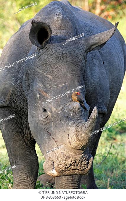 White Rhinoceros, Square Lipped Rhinoceros, Ceratotherium simum, Kruger National Park, Sabisabi Private Game Reserve, South Africa