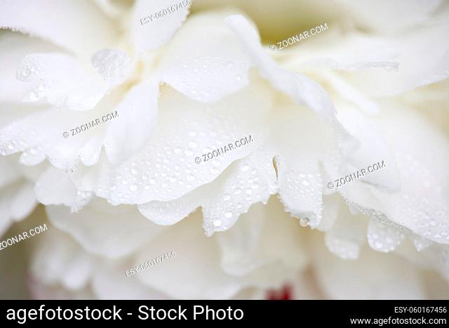 Macro shot of wet white peony flower petals with rain or dew drops