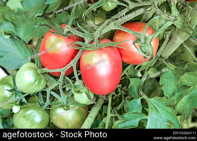 Large ripe tomatoes ripen in the garden among the green leaves. Presents closeup