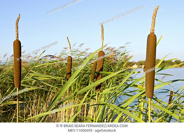 Common Bulrush / Broadleaf Cattail / Common Cattail / Great Reedmace / Cooper's Reed / Cumbungi Bulrush Plants on marsh Antela Marsh, Galicia