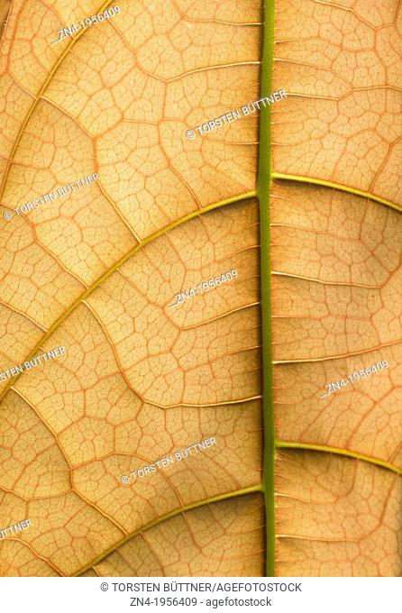 Leaf Vein and Cell Structure Detail in Botanical Garden Erfurt. Germany
