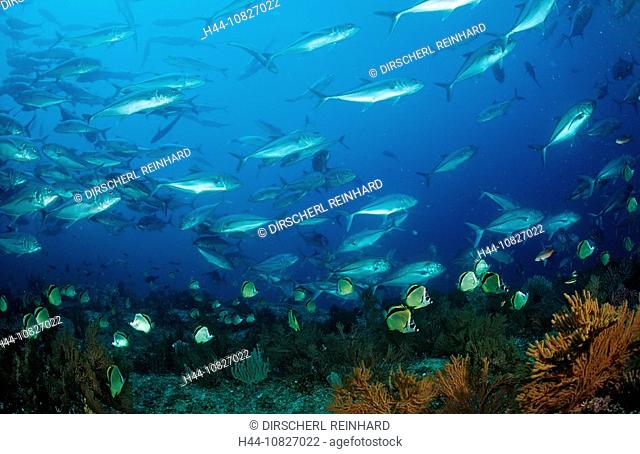 Barberfishes, Bigeye trevally, Mexico, Central America, America, Sea of Cortez, Baja California, La Paz, animal, anima