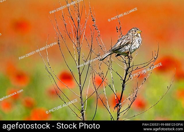 31 May 2023, Brandenburg, Sieversdorf: A Corn Bunting (Emberiza calandra) is seen on a dry shrub in front of red-flowered corn poppies in a field in Oder-Spree...