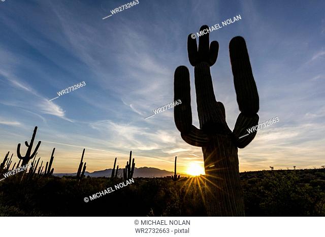 Sunrise on saguaro cactus in bloom (Carnegiea gigantea), Sweetwater Preserve, Tucson, Arizona, United States of America, North America