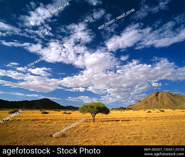 Lone Tree, Sesriem, Namibia, Africa