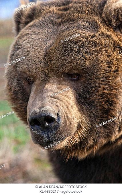 Kodiak Bear Ursus arctos middendorffi close-up of head Photographed in captivity