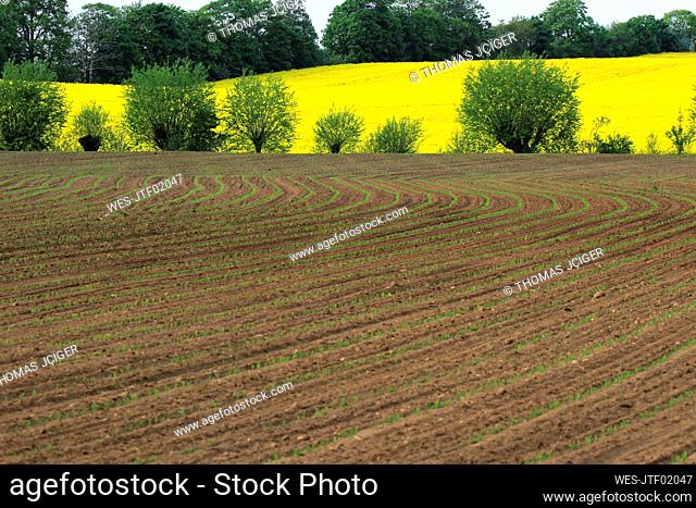 Seedlings growing in plowed field with vast yellow oilseed rape field in background