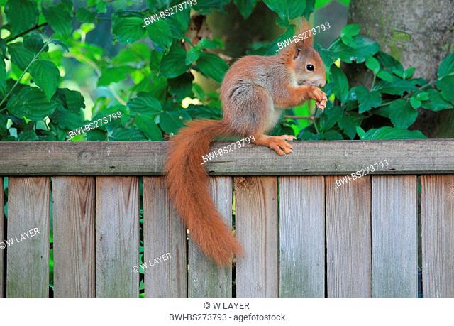 European red squirrel, Eurasian red squirrel Sciurus vulgaris, sitting on a garden fence feeding, Germany