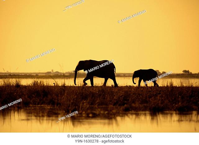 Elephants Loxodonta Africana at sunset in Chobe National Park, Botswana