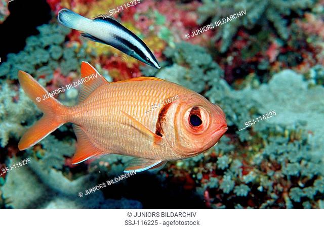 Blotcheye soldierfish and cleaner wrasse, Myripristis murdjan