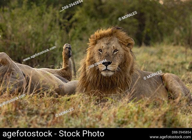 Africa, East Africa, Kenya, Masai Mara National Reserve, National Park, Males Lion (Panthera leo) lying in grass, brothers, grooming