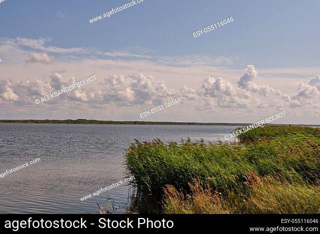 Peaceful Liepaja Lake in summer with reed grass in foreground, Liepaja, Latvia, Europe