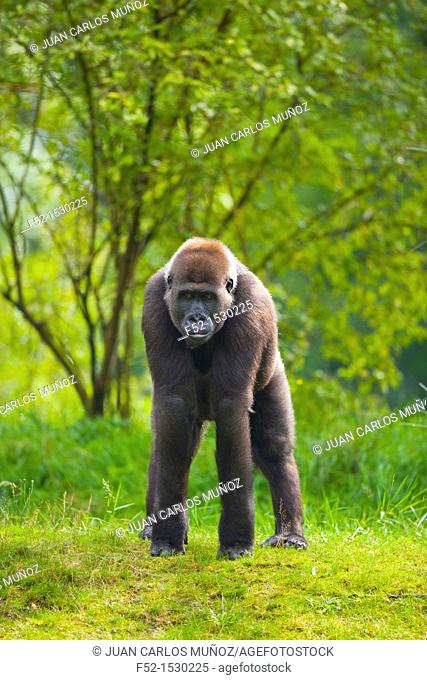 LOWLAND GORILLA Gorilla gorilla gorilla