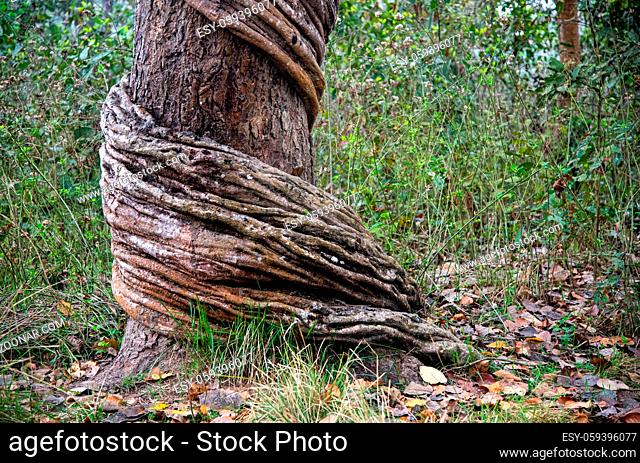 Close up details of a liana at tree trunk with curved branches in the rainforest jungle. Chitwan park Nepal Asia