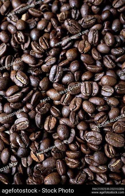 24 September 2021, Berlin: Roasted coffee beans lie on a table. Coffee is the Germans' favourite drink - per capita consumption averaged 168 litres in 2020