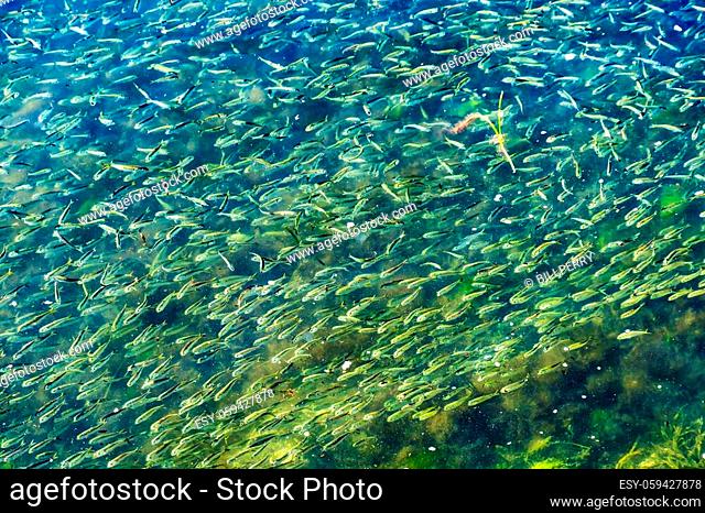 Menhaden Pogy Fish Swarm School Padanaram Harbor Buzzards Bay Dartmouth Massachusetts. Millions of Pogy Fish Swarm Together Next to Padanaram Bridge