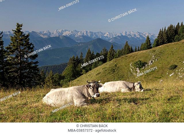 Cows of the Stie-Alm (alp) at Brauneck (mountain) in front of Karwendel mountains, Lenggries, Upper Bavaria, Bavaria, Germany