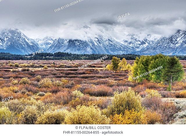 View of mountain range and trees in autumn colour, Grand Teton N.P., Wyoming, U.S.A., September