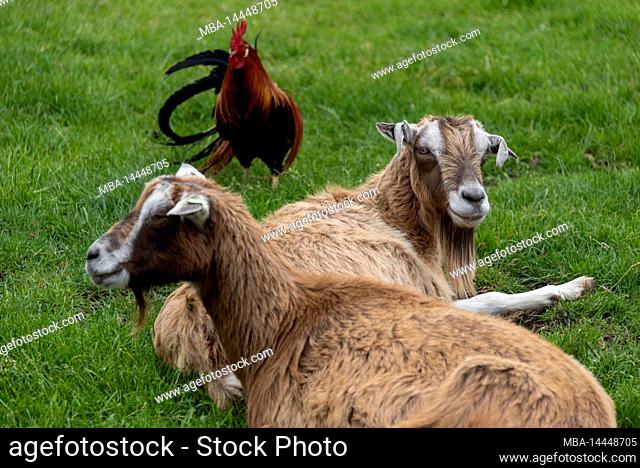 Two goats and a rooster on a meadow