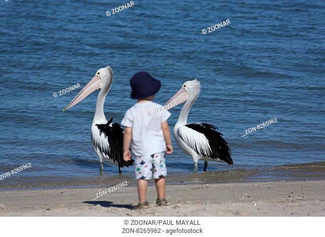 Young child standing on foreshore watching Pink Pelicans ( Pelecanus conspicillatus )