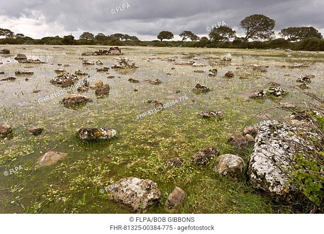 Shallow natural lake (pauli) habitat, with Water-crowfoot (Ranunculus sp.) flowering, on basalt plateau, Giara di Gesturi, Sardinia, Italy, April