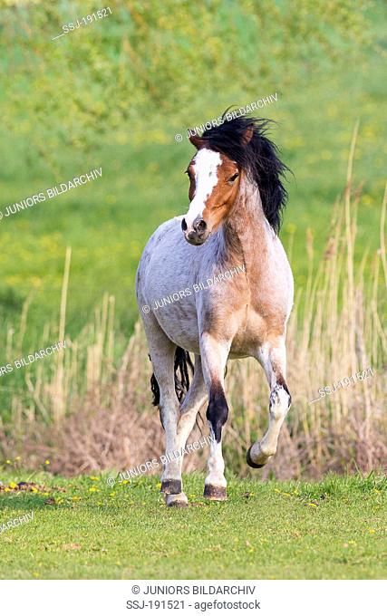 Welsh Mountain Pony. Juvenile strawberry roan mare galloping on a pasture. Germany