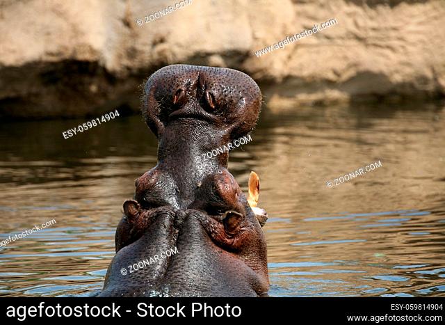 Flußperd (Hippopotamus amphibius)