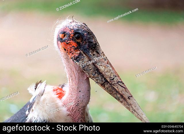 Leptoptilos, genus of very large tropical storks, also known as Marabou Stork. Leptoptilos crumenifer is a large wading bird in the stork family Ciconiidae