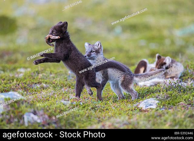 Arctic fox (Vulpes lagopus), young on Fjell, Finnmark, Norway, Europe