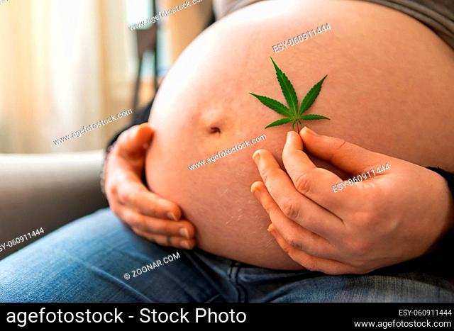 A close up view on the swollen stomach of a woman in the later stages of pregnancy, holding a cannabis leaf used for herbal pain relief