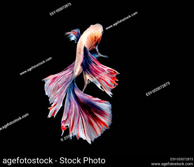 Multi-color betta fish, siamese fighting fish on black background