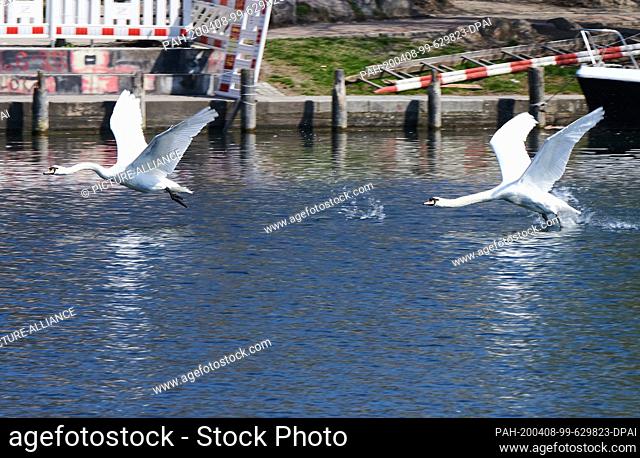 07 April 2020, Berlin: Two swans take off from the water and splash water into the air. At the Landwehr Canal there are many people who cannot go on holiday on...