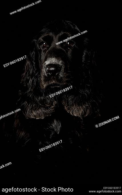 Cocker spaniel puppy on black background looking to the camera