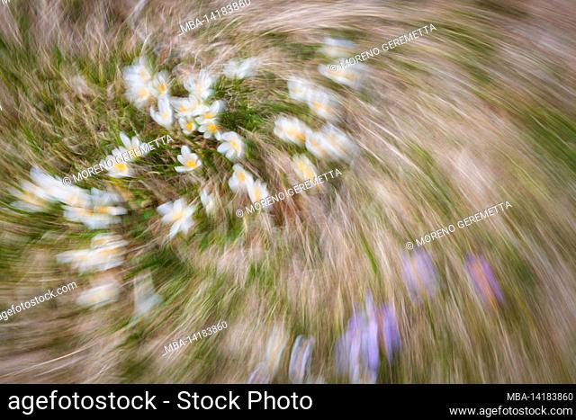 Abstract image, spring flowery meadow, blurred photography