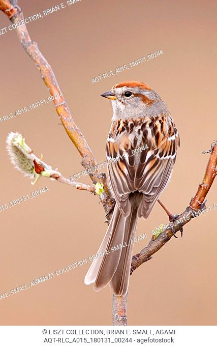 Spizelloides arborea, American Tree Sparrow
