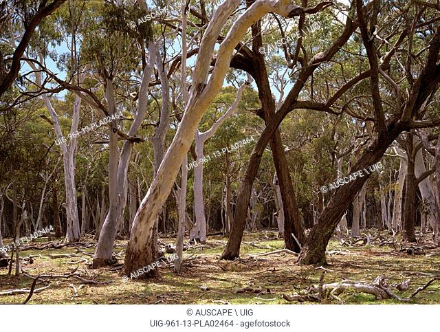 Snowgums, Eucalyptus pauciflora, and Silver top stringybark, Eucalyptus laevopinea, with dark trunks, in open forest, with grassy understory