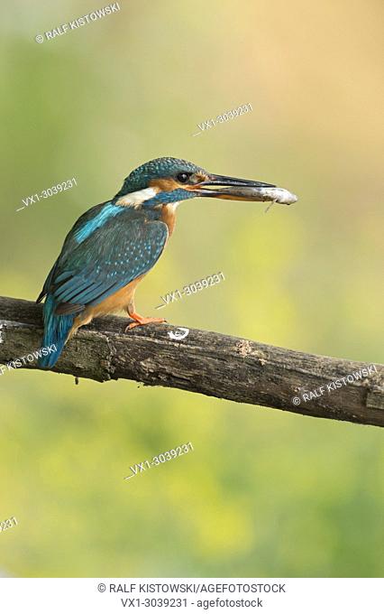 Female Common Kingfisher (Alcedo atthis) perched on a branch in front of a clean colorful background with a fish in its beak.
