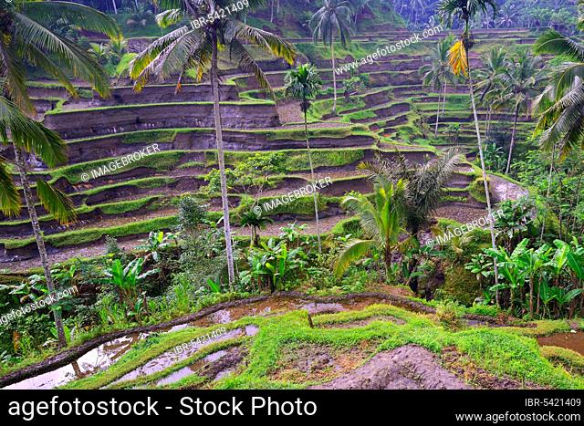 Rice terraces, near Tegallalang, Bali, Indonesia, Asia