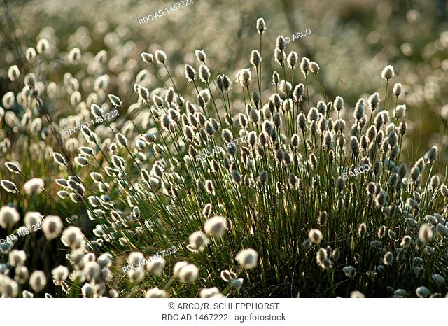 cotton grass, Eriophorum spec., nature park Barnim, Spechthausen, Brandenburg, Germany