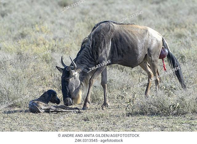 Blue Wildebeest (Connochaetes taurinus) mother cleaning just new born baby on savanna, Ngorongoro conservation area, Tanzania