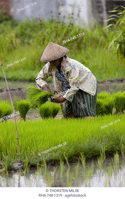 Farmer and the rice crop, Kerobokan, Bali, Indonesia, Southeast Asia, Asia
