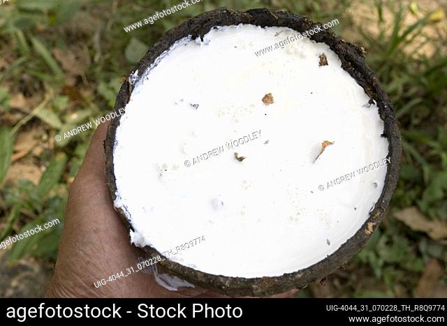 White latex collected in coconut shell from scored plantation rubber tree near Ao Nang Thailand